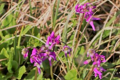 Primula frigida