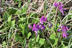Primula frigida