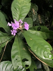 Brunfelsia grandiflora