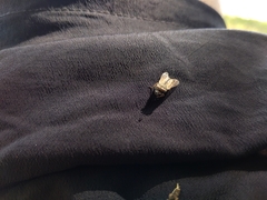 Tabanidae