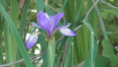 Iris virginica
