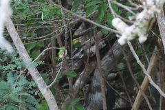 Todus multicolor