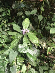 Brunfelsia grandiflora