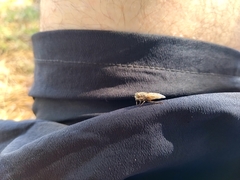 Tabanidae