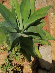 Agave maximiliana