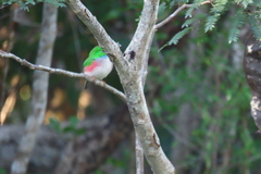 Todus multicolor