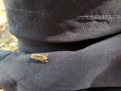 Tabanidae