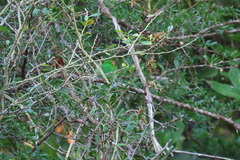 Todus multicolor