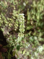 Cunila leucantha