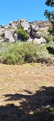 Procavia capensis