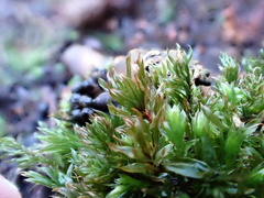 Mnium hornum