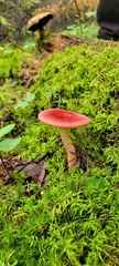 Russula peckii