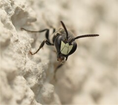 Hylaeus signatus