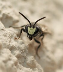 Hylaeus signatus