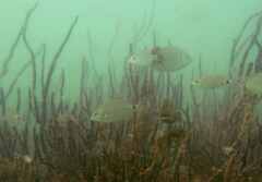 Diplodus bellottii