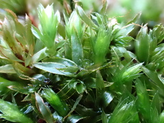 Mnium hornum