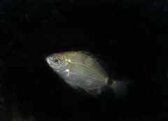 Diplodus bellottii