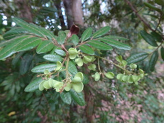 Guioa villosa