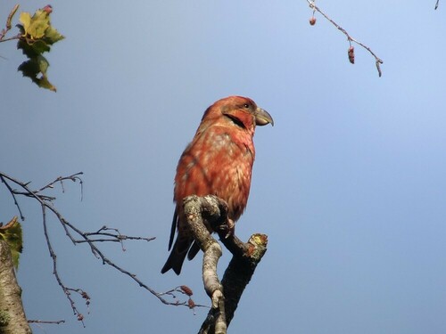 Parrot Crossbill (Loxia pytyopsittacus), photo 10