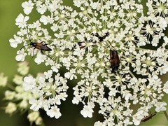 Stenurella bifasciata