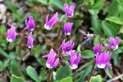 Primula frigida