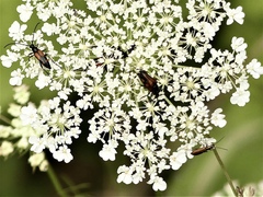 Stenurella bifasciata