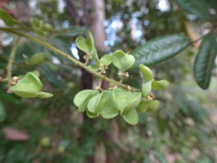 Guioa villosa