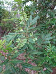 Guioa villosa