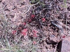 Indigofera alternans