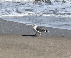 Larus fuscus graellsii