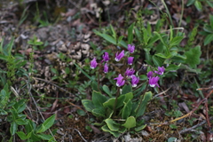 Primula frigida