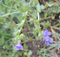 Anchusa officinalis