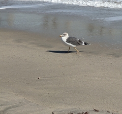 Larus fuscus graellsii
