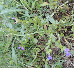 Anchusa officinalis