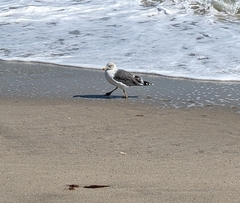 Larus fuscus graellsii
