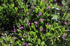 Primula frigida