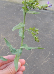 Anchusa officinalis