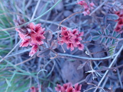 Indigofera alternans