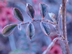 Indigofera alternans