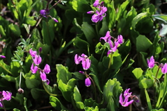 Primula frigida