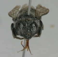 Megachile montivaga