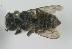 Megachile montivaga