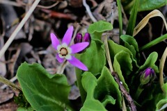 Primula frigida