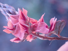 Indigofera alternans