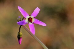 Primula frigida