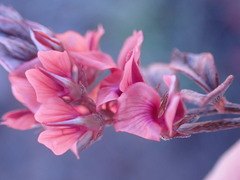 Indigofera alternans