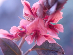 Indigofera alternans