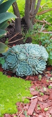 Echeveria elegans