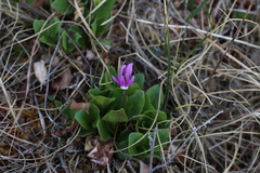Primula frigida