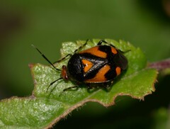 Deraeocoris schach